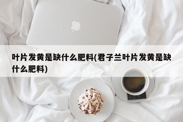 叶片发黄是缺什么肥料(君子兰叶片发黄是缺什么肥料)