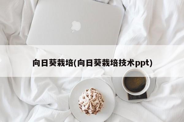 向日葵栽培(向日葵栽培技术ppt)