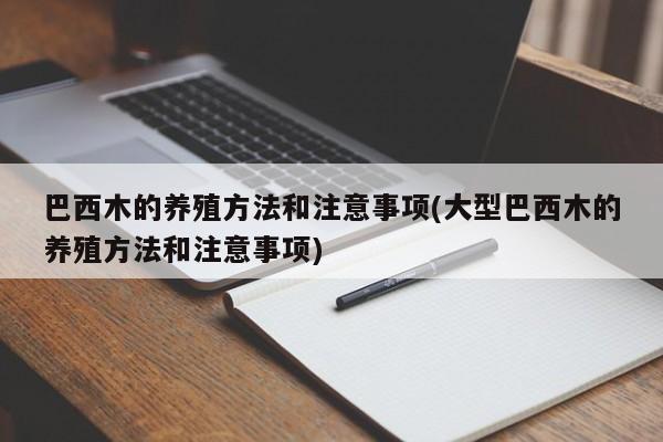 巴西木的养殖方法和注意事项(大型巴西木的养殖方法和注意事项)