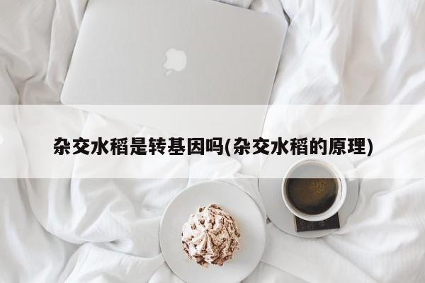 杂交水稻是转基因吗(杂交水稻的原理)