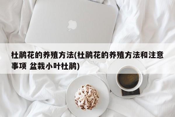 杜鹃花的养殖方法(杜鹃花的养殖方法和注意事项 盆栽小叶杜鹃)