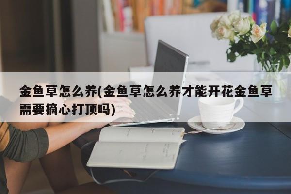 金鱼草怎么养(金鱼草怎么养才能开花金鱼草需要摘心打顶吗)